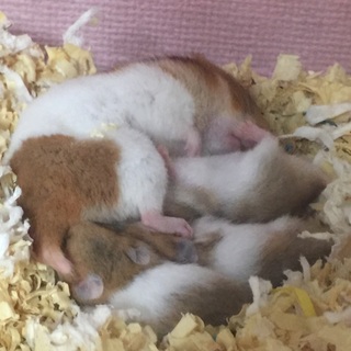 ゴールデンハムスターです！