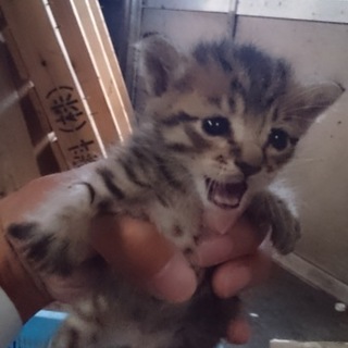 《募集一時停止中》野良猫の子猫を保護しております。