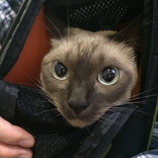 トンキニーズの女の子です。