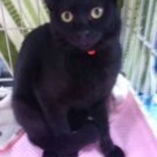 ゴロゴロ恥ずかがりやのつやつや黒ネコちゃんです☆