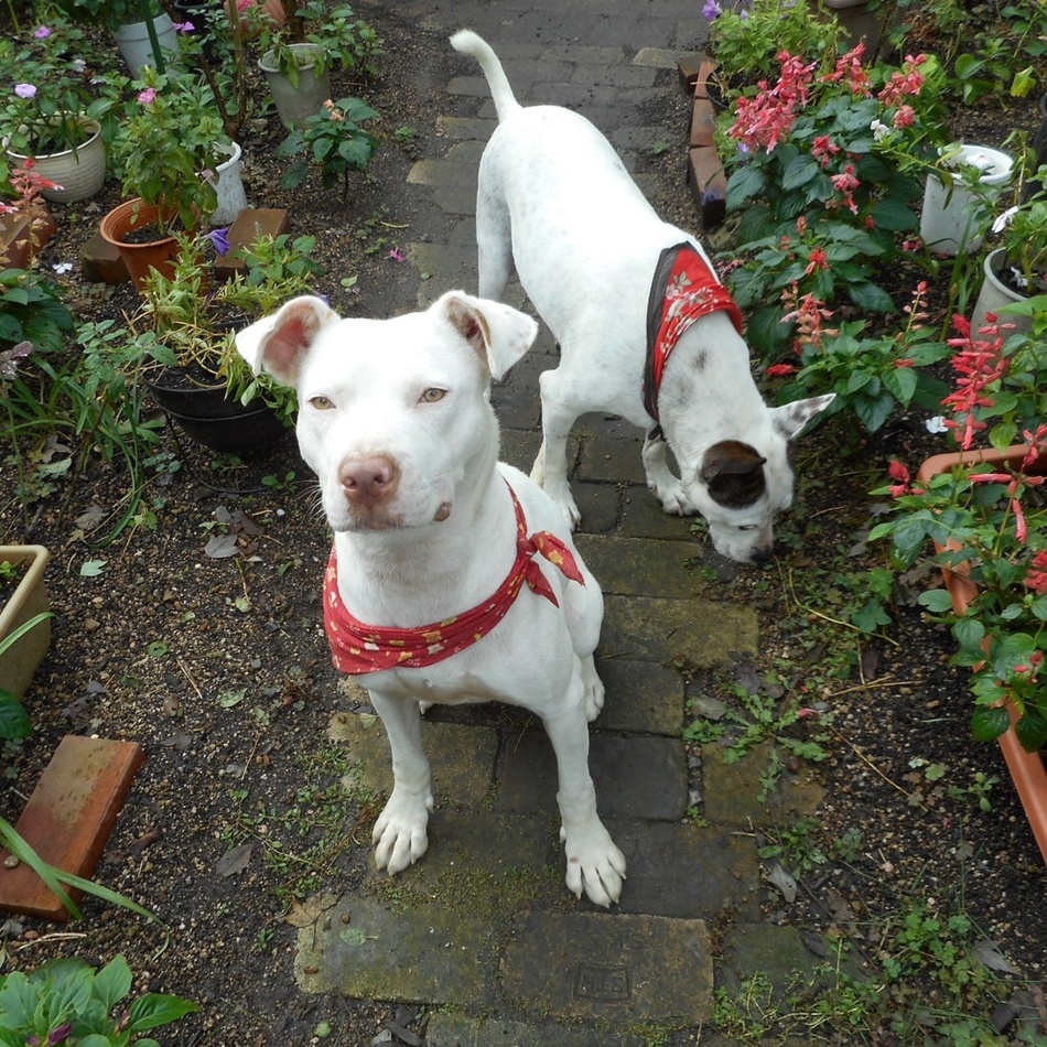 きなこちゃんのカバー写真