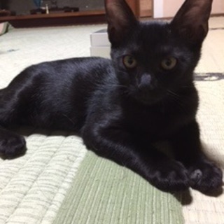 元気いっぱいの黒ネコ君