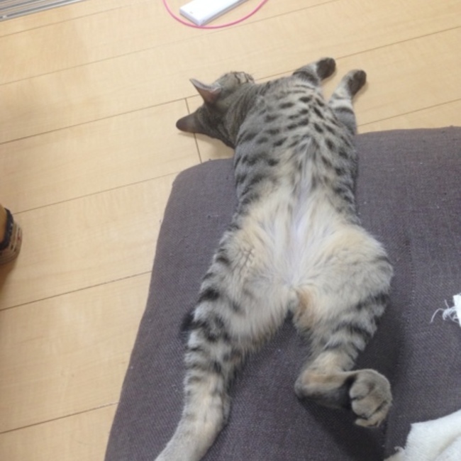 amazuのカバー写真