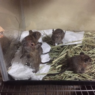 ノーマルデグーベビー4匹良い里親様が見つかりました