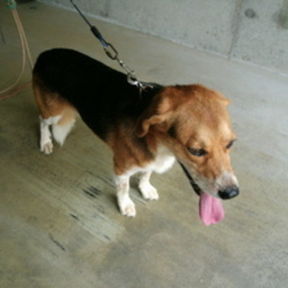 飼い主に返還になりました。有り難うございました。