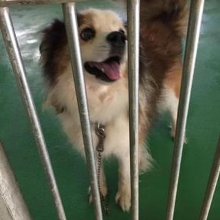 この子の里親になりませんか！