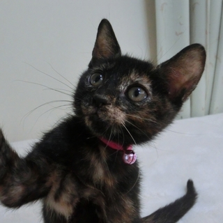 「かなでっちゃん」女の子☆2ヶ月くらい