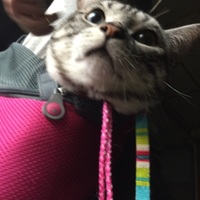 鉄平