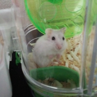 ジャンガリアンハムスターの写真