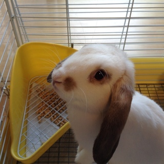 里親様、決まりました！