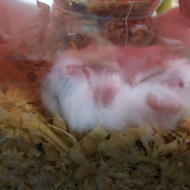 安心してひっくり返って寝てたりします。