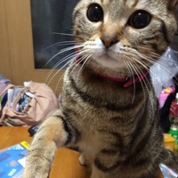 杏斗