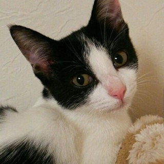 ３ヶ月の白黒の可愛い女の子