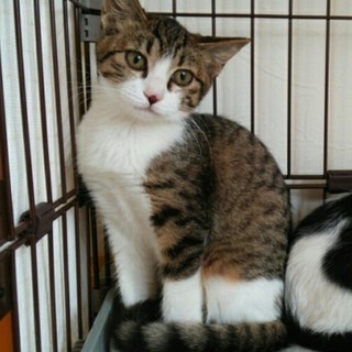 5ヶ月のキジ白女の子！