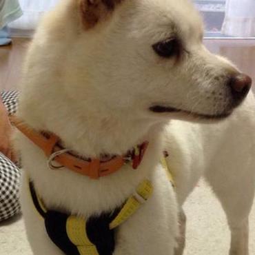 白ちゃんの写真