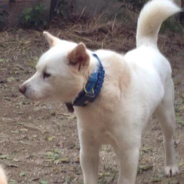 白ちゃんの写真