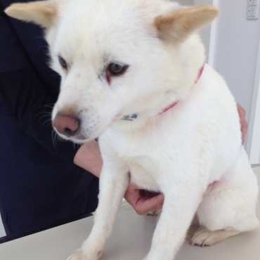 白ちゃんの写真