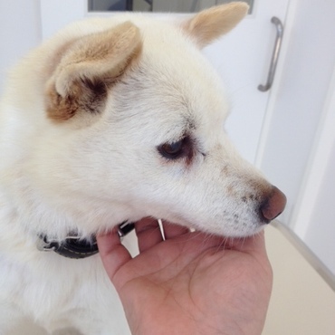 白ちゃんの写真