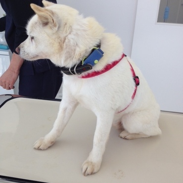 白ちゃんの写真