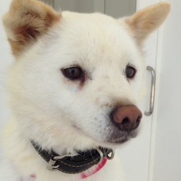 白ちゃんの写真