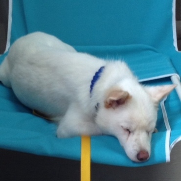 白ちゃんの写真