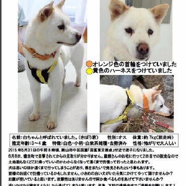 白ちゃんの写真