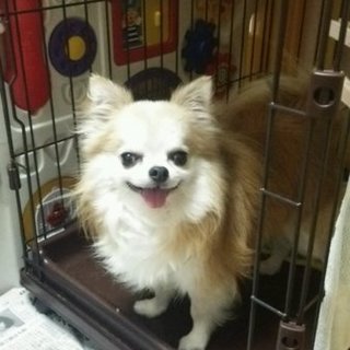 飼育放棄のチワワの男の子