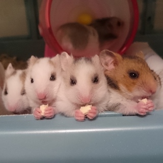ハムスターの里親さん募集してます！