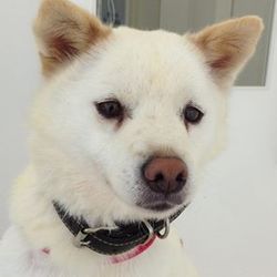 「迷子の白ちゃん捜しています！」サムネイル2