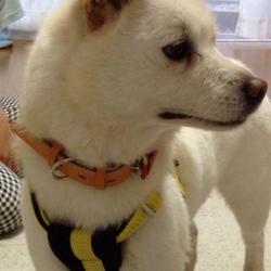 「迷子の白ちゃん捜しています！」サムネイル3