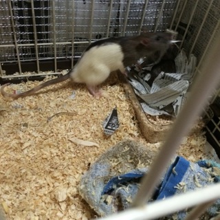 ラット♂２匹の里親さん募集中です