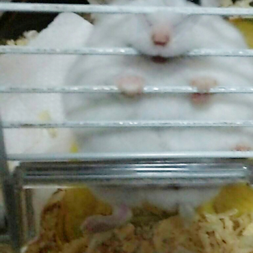 ママハムちゃん妊娠中