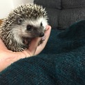 ヨツユビハリネズミのメス、里親募集します！