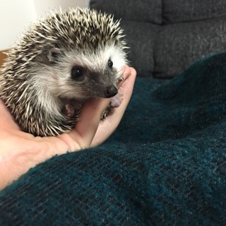 ヨツユビハリネズミのメス、里親募集します！