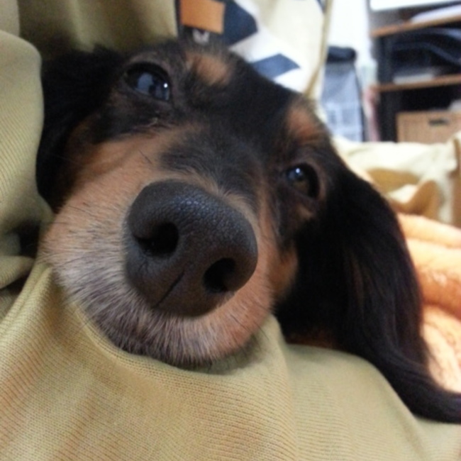 のわわんのカバー写真