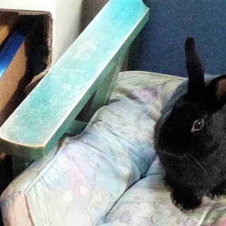 黒うさぎの里親募集中