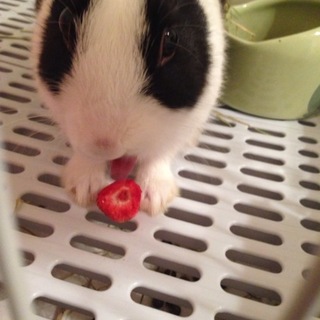 飼い主募集中！