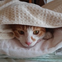 きなこ