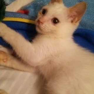 可愛くてきれいな子猫