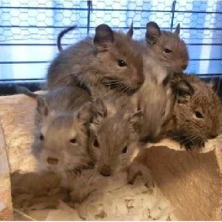 デグーの里親　募集します。