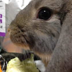 「生後無事６ヶ月を超成長期をすぎましたもう大人だね」サムネイル2