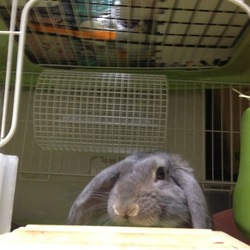 「生後無事６ヶ月を超成長期をすぎましたもう大人だね」サムネイル3