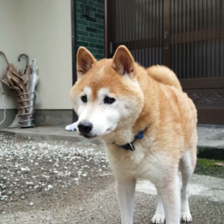 柴犬★14才★オス★健康状態良好
