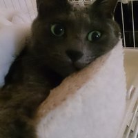 ノア