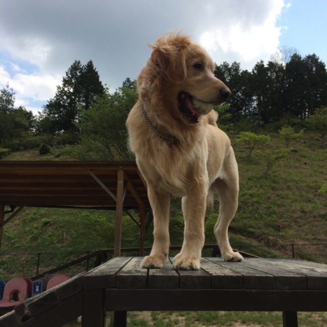 あいこ☆彡のカバー写真