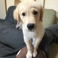ひな
