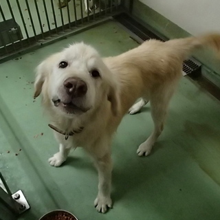 緊急募集！！人慣れしたゴールデンの男の子です。