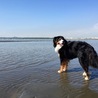 海大好き