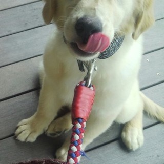 生後6ヶ月のゴールデンです