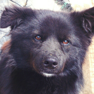 お利口で優しい性格/くま♂